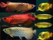 TOP QUALITY SUPER RED AROWANA FISH AND MANY OTHERS FOR SALE.