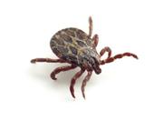 Pest Control-Exterminating Sales Leads
