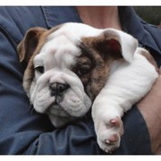 Cuttest Xmas English Bulldog puppies
