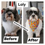 Pet Grooming Salon Chicago - Give Your Dog A New Style