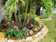 Palm Trees Cape Coral - Beautify Your Home With The Best Palm Trees