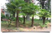 The Best Quality Palms In Florida - Palm Trees Cape Coral