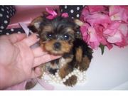 YORKIE PUPIES FOR SALE